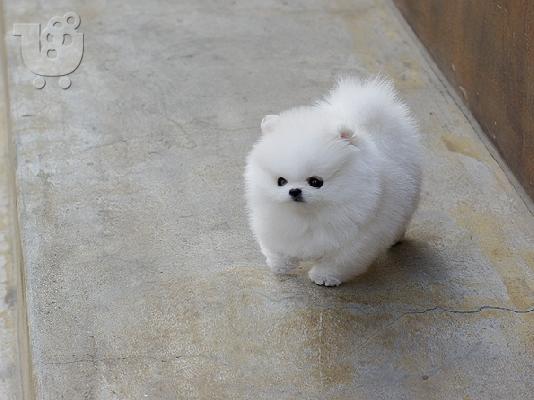 PoulaTo: Όμορφα κουτάβια Pomeranian